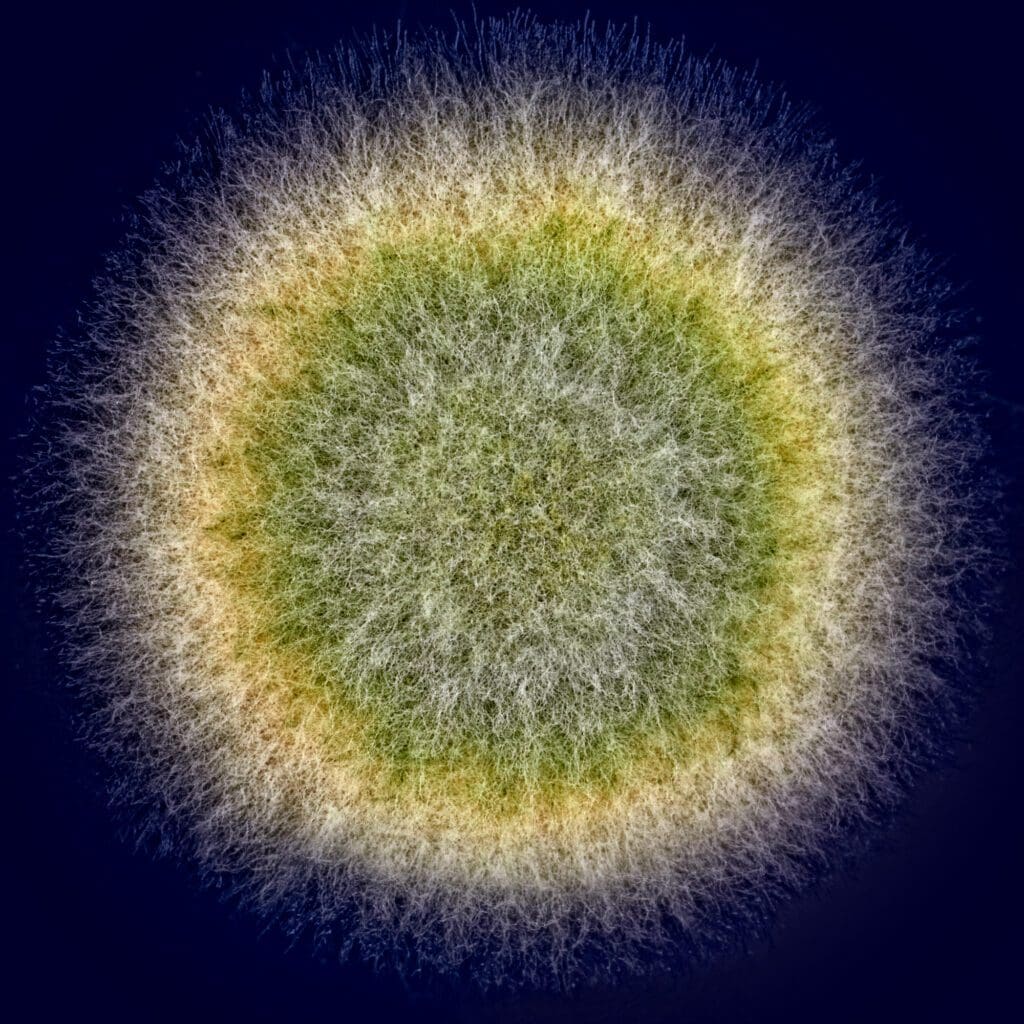 macro shot of fuzzy green mold on dark background